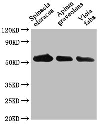 Anti-PEX14 Antibody