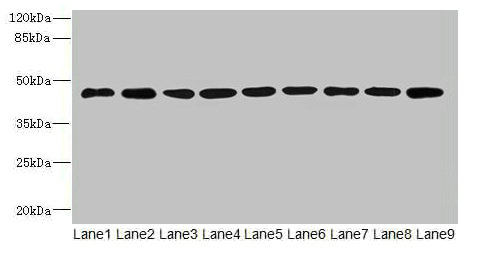Anti-SH3GLB2 Antibody