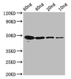 Anti-mycn Antibody