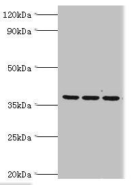 Anti-MRPL1 Antibody