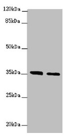 Anti-OSGEP Antibody