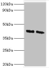 Anti-COPS4 Antibody