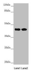 Anti-CEP44 Antibody
