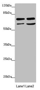 Anti-VPS33B Antibody