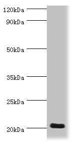 Anti-PRND Antibody