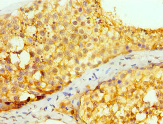 Anti-PRND Antibody