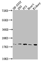 Anti-PYCARD Antibody