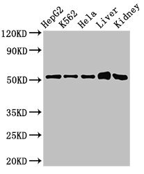 Anti-FBXW2 Antibody