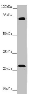 Anti-MID2 Antibody
