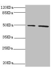 Anti-NFS1 Antibody