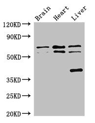 Anti-TRAF3IP3 Antibody