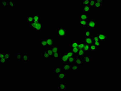 Anti-HES2 Antibody
