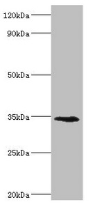 Anti-LYVE1 Antibody