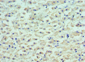 Anti-LYVE1 Antibody