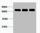 Anti-LMNB1 / Lamin B1 Antibody