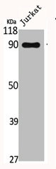 Anti-CUL3 / Cullin-3 Antibody