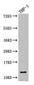 Anti-CSTA Antibody