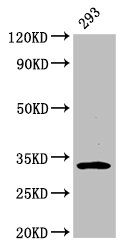 Anti-EAPP Antibody