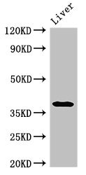 Anti-PRKAG1 Antibody