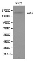 Anti-MAP3K5 / ASK1 Antibody