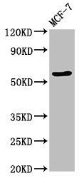 Anti-OCLN Antibody