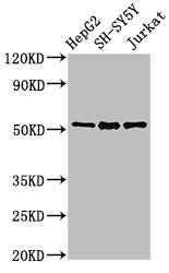 Anti-PRKN Antibody