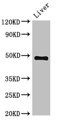 Anti-PSMC4 Antibody