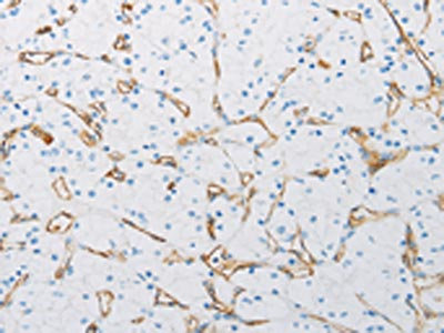 Anti-PECAM1 Antibody