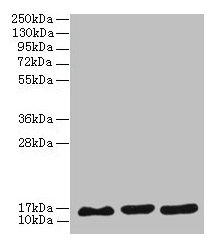 Anti-SYNJ2BP Antibody