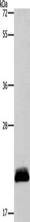 Anti-APOBEC3C / Phorbolin-1 Antibody