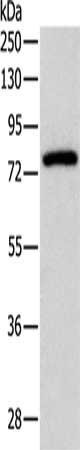 Anti-PRKCG Antibody