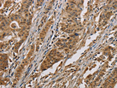 Anti-COX6B1 Antibody