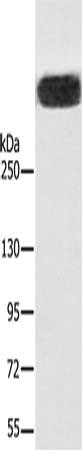 Anti-RYR1 Antibody