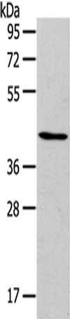 Anti-RUNX2 Antibody