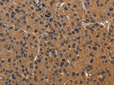 Anti-ICAM4 / Intercellular adhesion molecule 4 Antibody