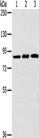 Anti-SYTL5 / Synaptotagmin like protein 5 Antibody