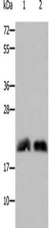 Anti-RHOB Antibody