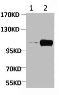 Anti-Phospho-PGC (Ser15) Antibody