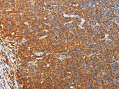 Anti-SRC Antibody