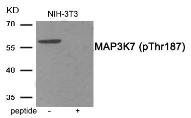 Anti-Phospho-MAP3K7 (Thr187) Antibody