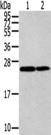 Anti-RAN Antibody