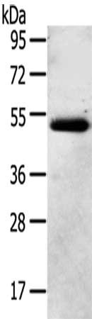 Anti-NR2F2 Antibody