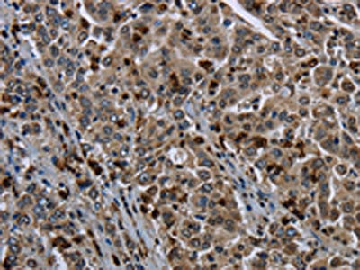 Anti-GP1BA / CD42b alpha Antibody
