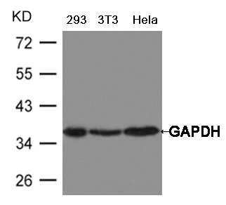 Anti-GAPDH Antibody