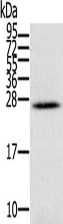 Anti-IFNL3 / Interferon lambda 3 Antibody