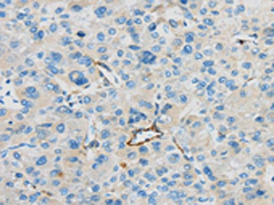 Anti-CD63 Antibody