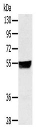 Anti-NRF1 Antibody