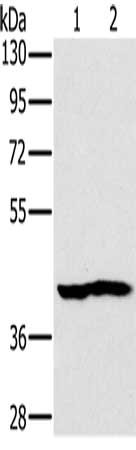 Anti-NDUFA10 Antibody