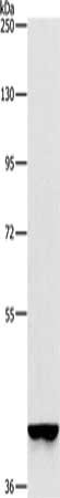 Anti-GAPDHS Antibody