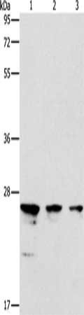 Anti-MOB1B Antibody